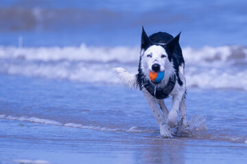 A Border Collie puppy playing at the beach - 628866372