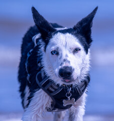 A Border Collie puppy playing at the beach - 628866563