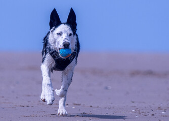 A Border Collie puppy playing at the beach - 628866589