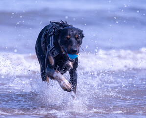 Welsh Border Collie playing on the beach - 628866702