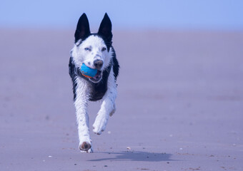 A Border Collie puppy playing at the beach - 628866946