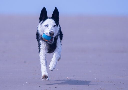 A Border Collie puppy playing at the beach