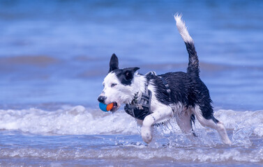 A Border Collie puppy playing at the beach - 628867118