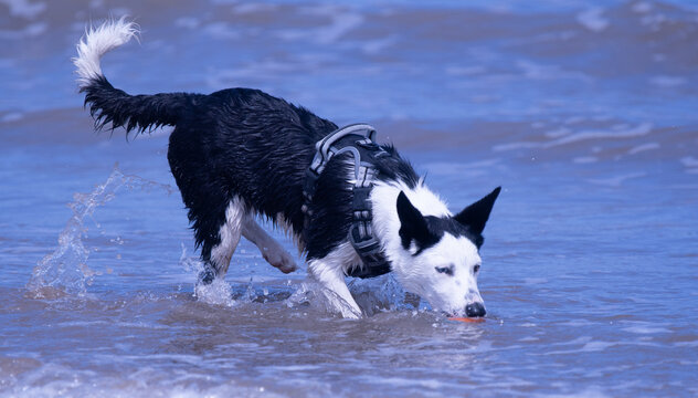 A Border Collie puppy playing at the beach