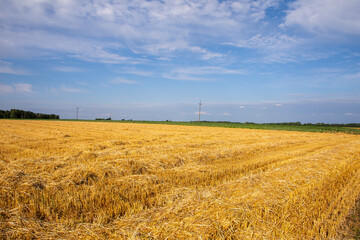 Corn in the field on a sunny day just before harvest. Summer. - 628867329