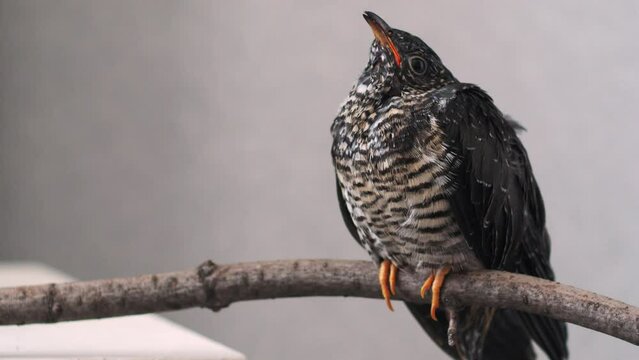 On a gray background, a lone yellow-mouthed cuckoo chick sits on a branch. The beak is wide open, the eyes look around with curiosity. The tail trembles, helping to maintain balance. The yellow-mouthe
