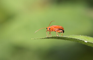 Closeup view of orange insect.this macro photo was taken from Bangladesh.