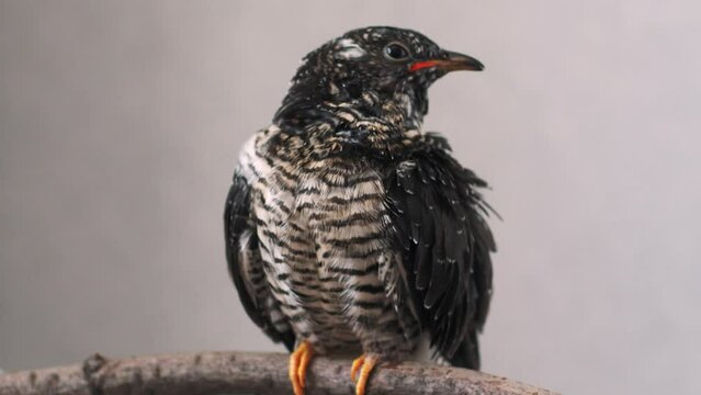 On a gray background, a lone yellow-mouthed cuckoo chick sits on a branch. The beak is wide open, the eyes look around with curiosity. The tail trembles, helping to maintain balance. The yellow-mouthe