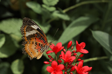 The beautiful butterfly on flower is show beauty wing in nature garden