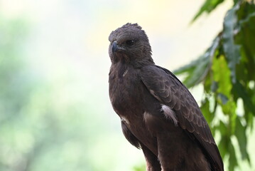 Eat its prey, The changeable hawk eagle or crested hawk eagle, Nisaetus cirrhatus eat it prey in wild nature