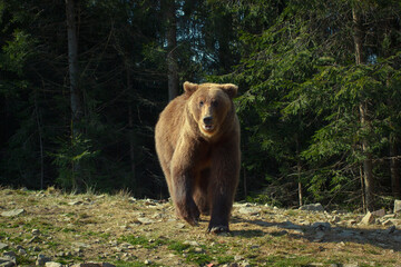 Brown bear walk forward from the forest. Wild nature scenery.
