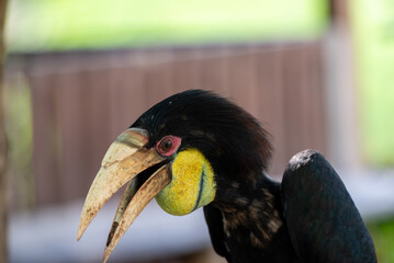 Close up of a female Rhyticeros undulatus bird, The wreathed hornbill is perching on a tree in Borneo forest