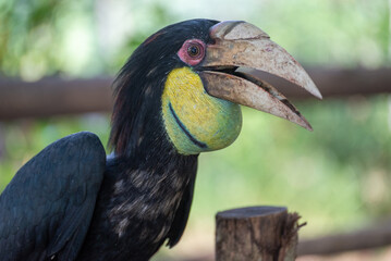 Close up of a female Rhyticeros undulatus bird, The wreathed hornbill is perching on a tree in Borneo forest