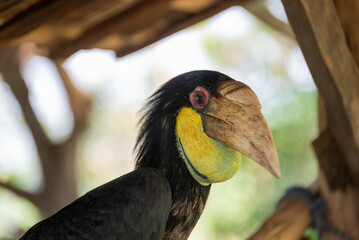 Close up of a female Rhyticeros undulatus bird, The wreathed hornbill is perching on a tree in Borneo forest