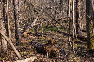 Obraz premium Uprooted trees in forest after storm and drought photographed with high depth of field