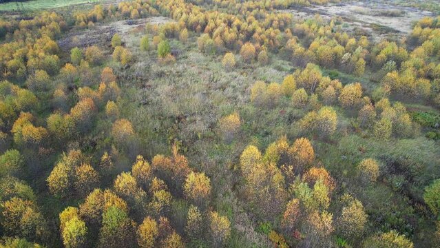 Flight over mixed autumn forest. A beautiful top view of green fir trees and yellow deciduous trees. Aerial Drone Footage View, 4K