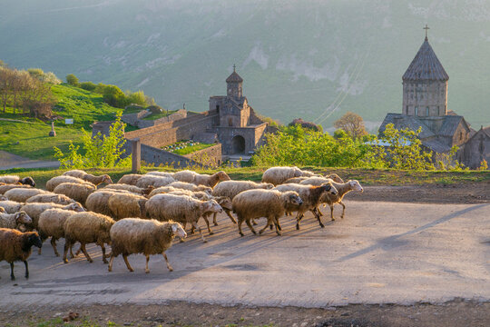 Armenia, herd of sheep walks along a mountain road above the Tatev monastery (IX century, the world  heritage)