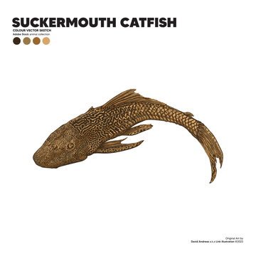 SUCKERMOUTH CATFISH HYPOSTOMUS PLECOSTOMUS VECTOR