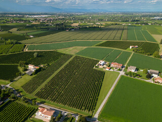 Aerial video of a field of grape vines. Prosecco wine, green and well arranged. Sustainable agriculture geometry.