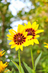 rudbeckus yellow and red flower bed in the garden
