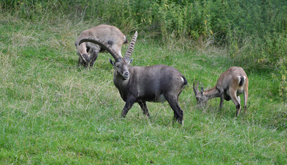 Steinbock auf Wiese