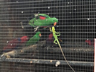 Parrot looking at lizard