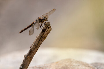 A female southern skimmer resting on a large white stone. Orthetrum brunneum.