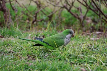 
Monk Parakeet in the grass