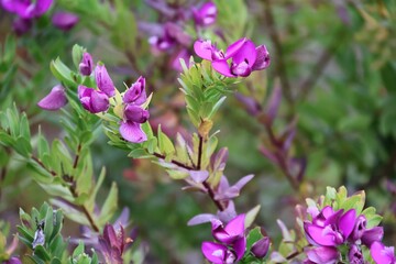 Myrtle leaf milkwort in pink blossom