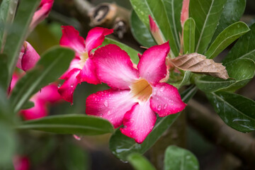 Close up of pink flowers ( Adenium ,Desert roses, Mock Azalea, Adenium multiflorum, Impala Lily) are blooming  with water drops in the garden.