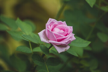 Close-up of a pink rose in bloom in sunlight growing in the garden