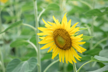 Obraz premium Beautiful sunflower on a sunny day with a natural background. Selective focus. High quality photo