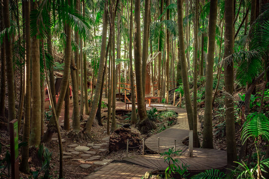 Walking path in Tamborine Mountain Botanic Gardens in Queensland, Australia