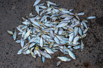 A fresh catch of fish ready for sale