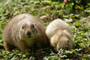 deux marmottes