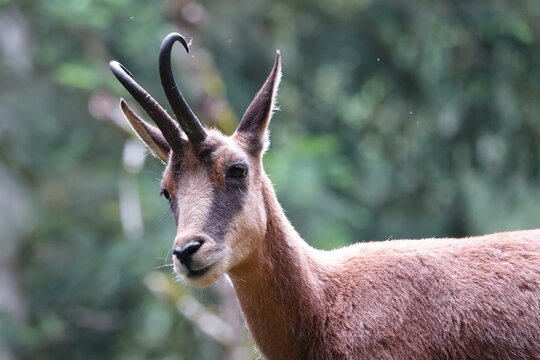 isard dans les pyr&eacute;n&eacute;es