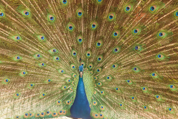Fototapeta premium peacock with feathers