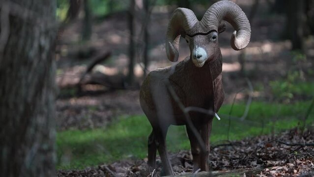 A 3D standing stone or bighorn sheep decoy target set up in a forest for bowhunter practice and competition.