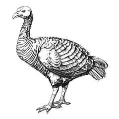 Turkey bird, farm poultry, domestic animal, black and white ink drawing, hand drawn cross-hatching illustration created with generative AI