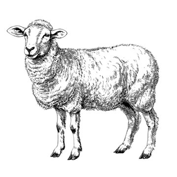 Sheep illustration, farm livestock, domestic animal, black and white ink drawing, hand drawn art, png with transparent background, created with generative AI