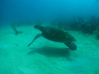 a green sea turtle swimming on a reef in the caribbean sea