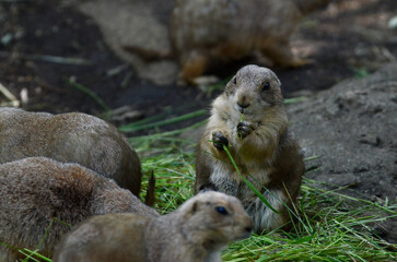 プレーリードッグ