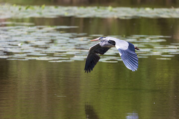 Airone Cenerino in volo