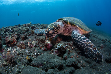 Fototapeta premium Hawksbill Sea Turtle - Eretmochelys imbricata, feeding. Sea life of Tulamben, Bali, Indonesia.