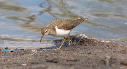 black headed gull