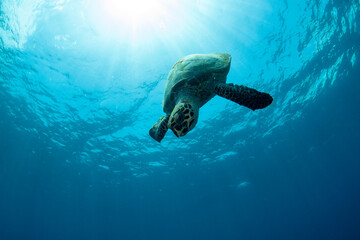 Obraz premium Hawksbill Sea Turtle - Eretmochelys imbricata. Sea life of Tulamben, Bali, Indonesia.