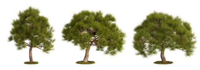 Pine tree isolated on white background
