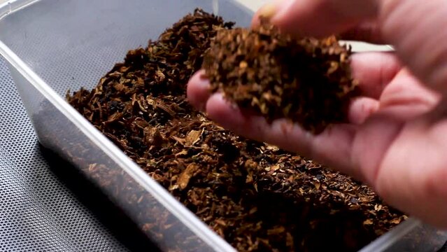 Pinrang, Sulawesi Selatan Indonesia.
Tobacco in a plastic tupperware.
July 14 2023