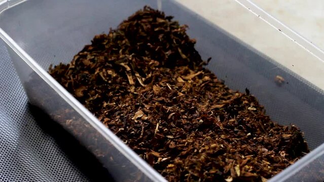 Pinrang, Sulawesi Selatan Indonesia.
Tobacco in a plastic tupperware.
July 14 2023