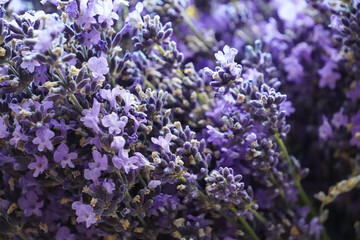 Top view of a bouquet of purple lavender flowers. Bunch of lavandula flowers. Photo from above. 